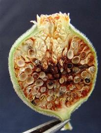  V.S.Hypanthodium- Male fls. towards ostiole and rest female and gall fls